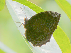 Elymnias hypermnestra beatrice