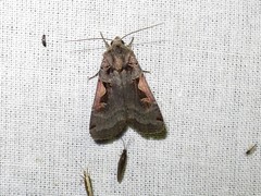 Xestia c-nigrum