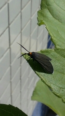 Ctenucha rubriceps