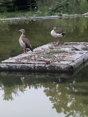 Alopochen aegyptiaca