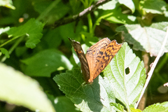Junonia chorimene