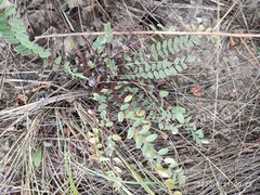 Astragalus wolgensis