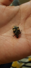 Euphoria basalis