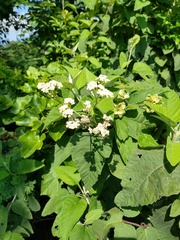 Parthenium fruticosum