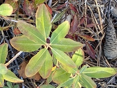 Rhododendron canadense