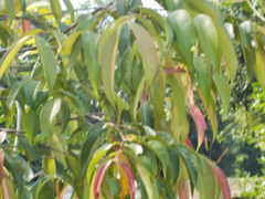 Syzygium syzygioides