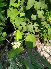 Parthenium fruticosum