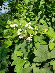 Parthenium fruticosum