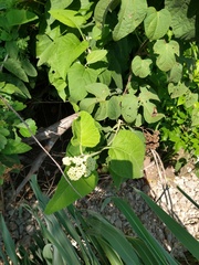Parthenium fruticosum