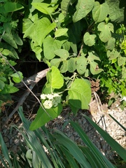 Parthenium fruticosum