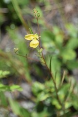 Ludwigia maritima