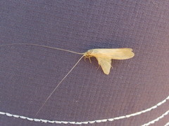 Pterygota