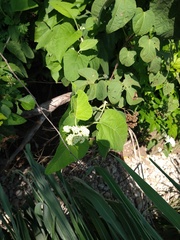 Parthenium fruticosum