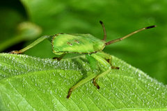 Piezogaster calcarator