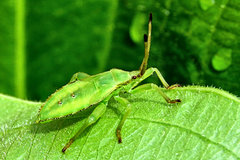 Piezogaster calcarator