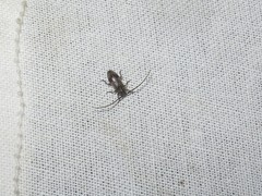 Exocentrus punctipennis