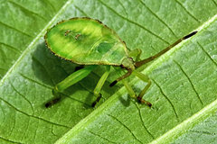 Piezogaster calcarator