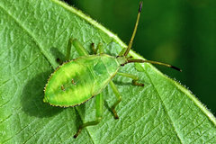 Piezogaster calcarator