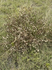 Baptisia sphaerocarpa