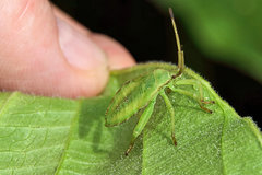 Piezogaster calcarator