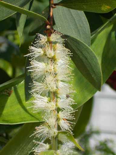 Melaleuca cajuputi
