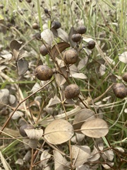 Baptisia sphaerocarpa
