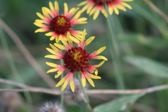 Gaillardia aestivalis