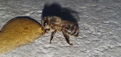 Apis mellifera
