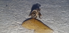 Apis mellifera