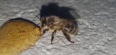 Apis mellifera