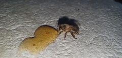 Apis mellifera