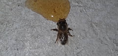 Apis mellifera