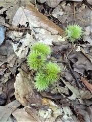 Castanea pumila