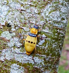 Chauliognathus missionum