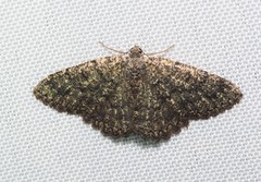 Gnophini