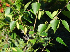 Betula × caerulea