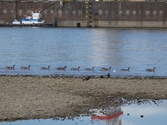 Branta canadensis