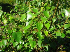 Betula × caerulea