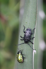 Acanthoderes funeraria