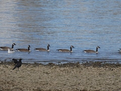 Branta canadensis