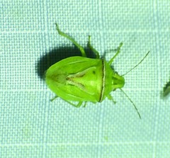 Cyptocephala elegans