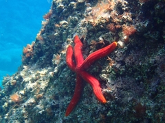 Ophidiaster ophidianus