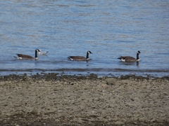 Branta canadensis