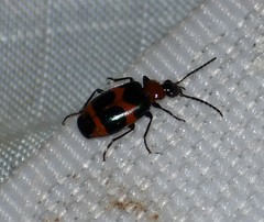 Lebia bitaeniata