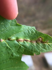 Dasineura communis