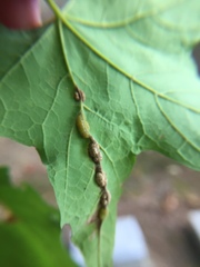 Dasineura communis