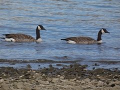 Branta canadensis