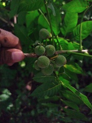 Trichilia hirta