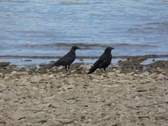 Corvus corone