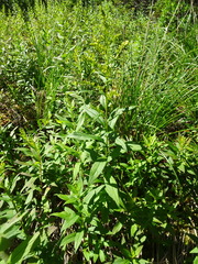 Solidago latissimifolia